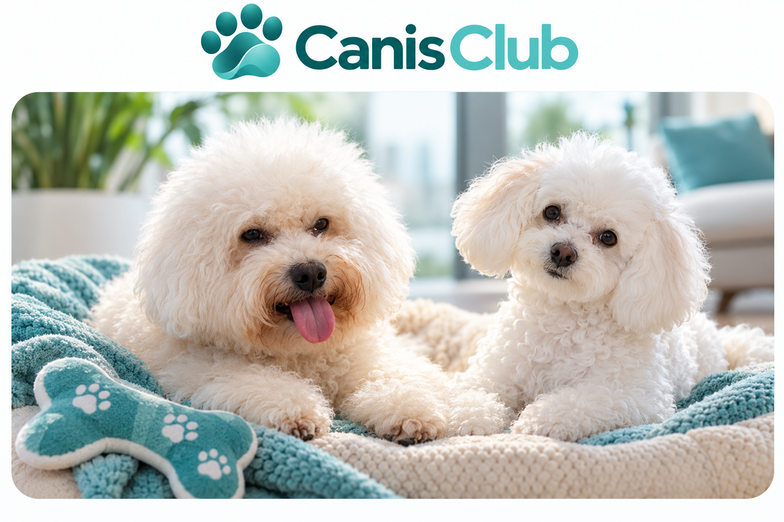 Two fluffy white dogs relaxing on a soft aqua blanket